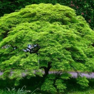 Acer Japanese Maple - Emerald Lace