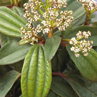 Evergreen Viburnum Davidii - Hardy Shrub - Large
