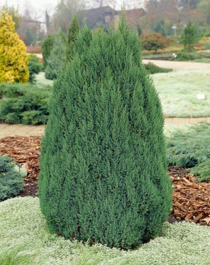 Juniperus Chinensis Stricta - Dwarf Slow Growing Conifer - Large