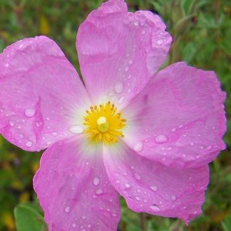 Cistus Creticus Silver Pink - Rock Rose