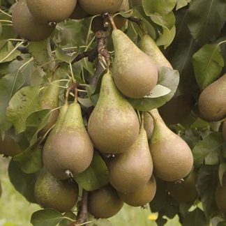 'Conference' Pear Tree