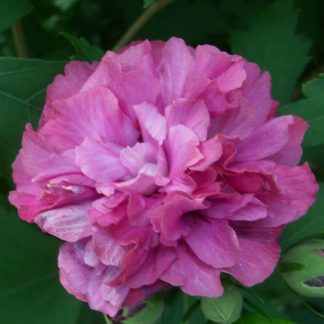 Hibiscus Duc De Brabant - Double Flowered