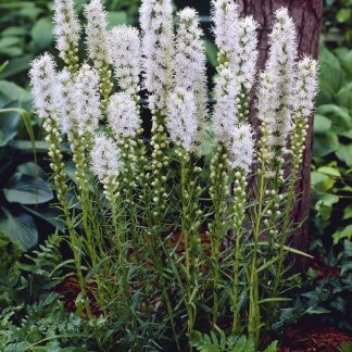 Liatris Spicata Floristan White - White Gay Feather Plants