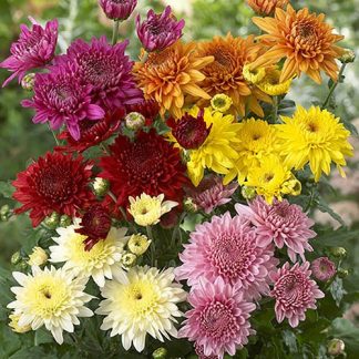 Chrysanthemum 'Garden Spray' Collection