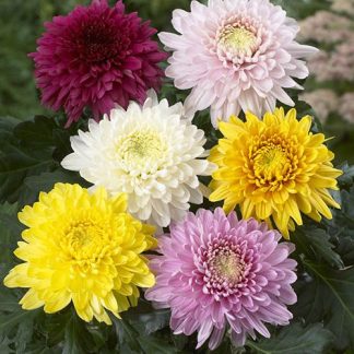 Chrysanthemum 'Garden Bloom' Collection