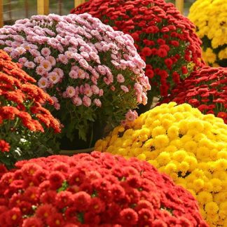 Chrysanthemum 'Garden Mums' Collection