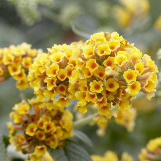 Buddleja x Weyeriana 'Sungold' - Golden Yellow Flowered Butterfly Bush (Buddleia)
