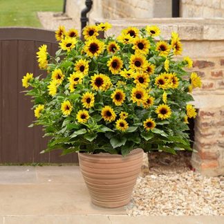 Patio Sunflower 'Sunbelievable'