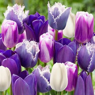 Tulip 'Paradise Purple' Mix