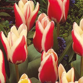 Tulips Miniature Red/White