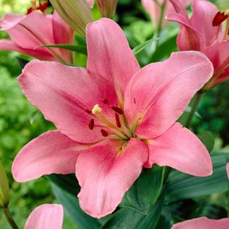 Pink Lily 'Brindisi'