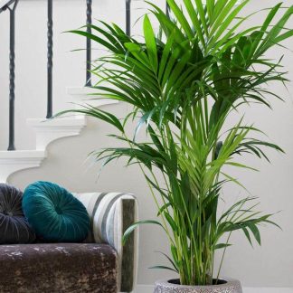 Howea Forsteriana - Kentia Palm - The Best Palm For Indoors - Large 160-180cm Specimen