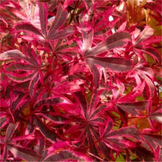 Acer Palmatum Pink Passion - Striking & Rare Japanese Maple Shirazz - Large