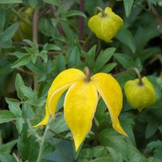 Clematis Tangutica Corry - Summer Flowering Clematis