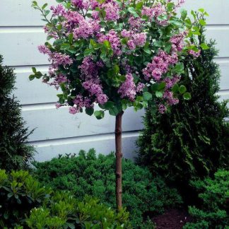 Dwarf Korean Lilac Tree - Syringa Palibin - Patio Standard Tree -  Circa 100cm Tall
