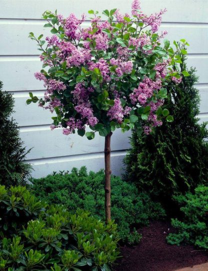 Dwarf Korean Lilac Tree - Syringa Palibin - Large Standard - 140-160cms Tall