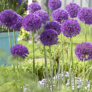 Allium Purple Sensation - Pack of 40 Bulbs
