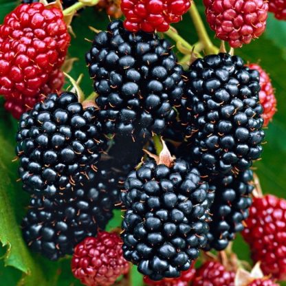 Blackberry - Rubus Fruticosus Black Satin Thornfree - Thornless Blackberry