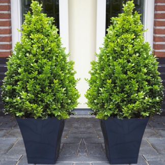 Pair of Premium Quality Topiary Buxus Pyramids With Stylish Contemporary Flared Slate Black Planters