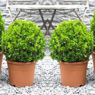 Pair of Mini Topiary Buxus Balls - Stylish Contemporary Box Ball Plants