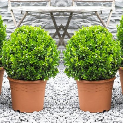 Pair of Mini Topiary Buxus Balls - Stylish Contemporary Box Ball Plants