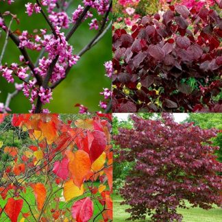 Cercis Canadencis Forest Pansy - North American Redbud  - 150-180cm Tree