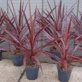 Cordyline Australis Red Star - Patio Torbay Palm - Pack of Two