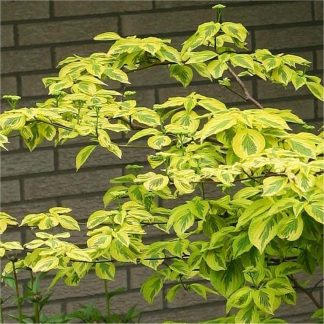 Cornus Alternifolia Golden Shadows - Golden Wedding Cake Pagoda Tree