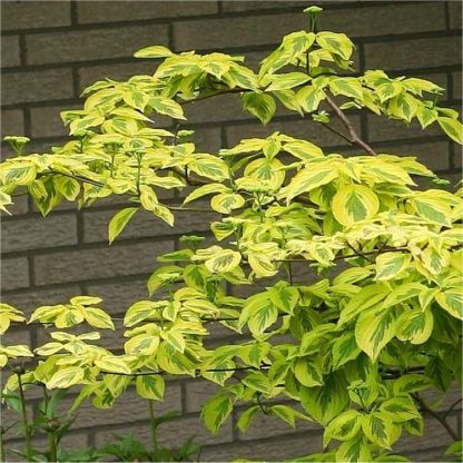 Cornus Alternifolia Golden Shadows - Golden Wedding Cake Pagoda Tree
