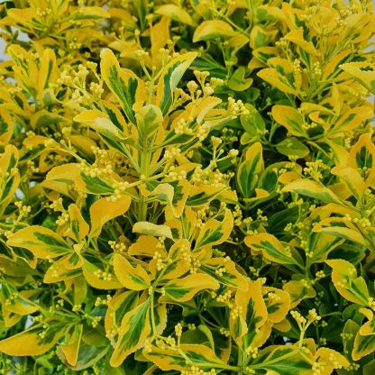 Euonymus Japonica Elegantissimus Aureus - Large Bush