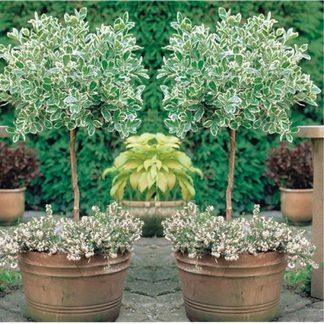 Pair of Euonymus Emerald Gaiety - Variegated Evergreen Standard Topiary Trees