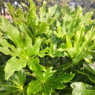 Large Fatsia Japonica - Japanese Aralia Plants - Circa 90-110cms