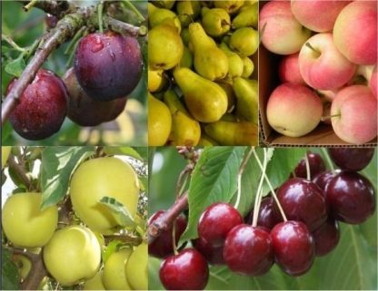 Grow Your Own Fruit Trees - Five Large Circa 5ft Trees - Orchard Starter Bundle