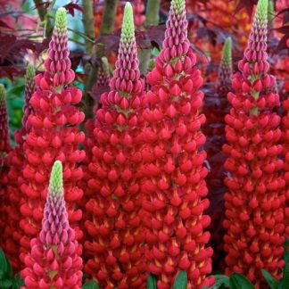 Lupinus West Country Lupins Beefeater