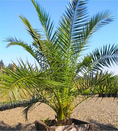 XXL Giant Phoenix Canariensis - Canary Island Date Palm - Large Patio Palm Trees Approx 140cm