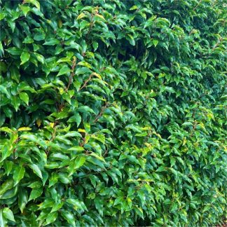 Prunus Lusitanica - Evergreen Portugese Laurel - Bushy Plants For Hedging Circa 100-120cms
