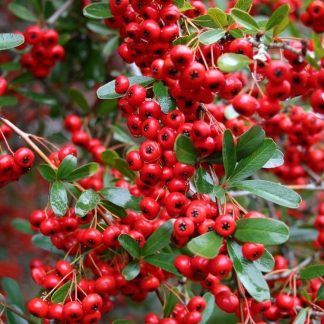 Pyracantha - Pack of 10 For Hedging - Circa 60-80cms