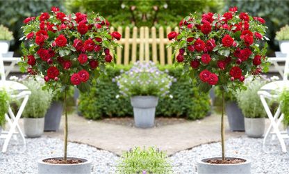 Pair of Standard Red Flowering Patio Rose Trees