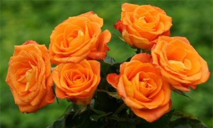 Pair of Standard Orange Flowering Patio Rose Trees