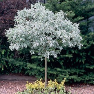 Hardy Silvery Topiary Oliver Tree - Salix Helvetica - Swiss Willow - 90-120cm