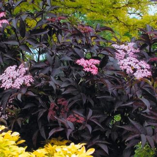 Sambucus Nigra Black Beauty - Noir Elder Sambuca Plant