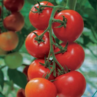 Tomato Plant Shirley