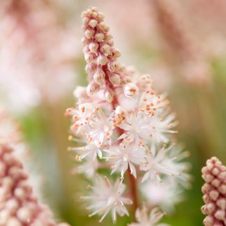 Tiarella Spring Symphony - Foam Flower