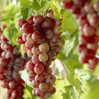 Vitis 'Vanessa'  -  Grape Vine
