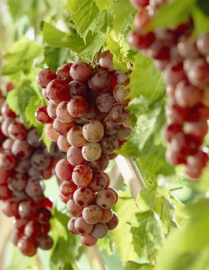 Vitis 'Vanessa'  -  Grape Vine