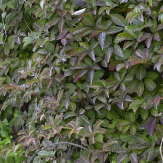 Parthenocissus Henryana - Ivy
