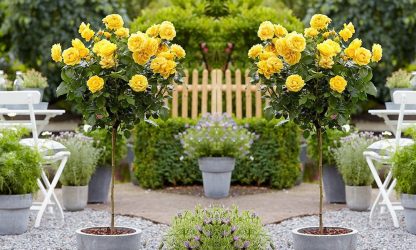 Pair of Standard Yellow Flowering Patio Rose Trees
