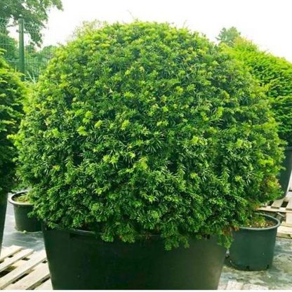 English Yew Topiary Ball - Taxus Baccata - Large