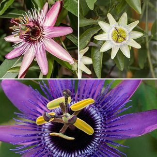 Passion Flower Collection