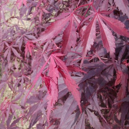 Large Acer Japanese Maple Tree - Suminagashi -Circa 180cm